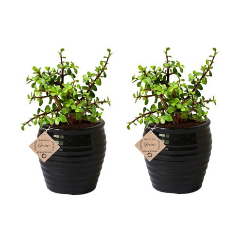 Good Luck Jade Plant Indoor with Pot (Combo of 2)
