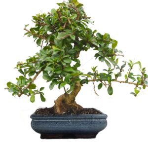carmona bonsai tree