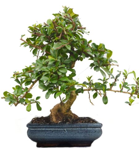 Buy Bonsai Plants in Ahmedabad | Bonsai Tree Price in Ahmedabad