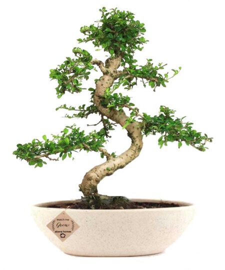 Top 15 Most Expensive Bonsai Trees In The World