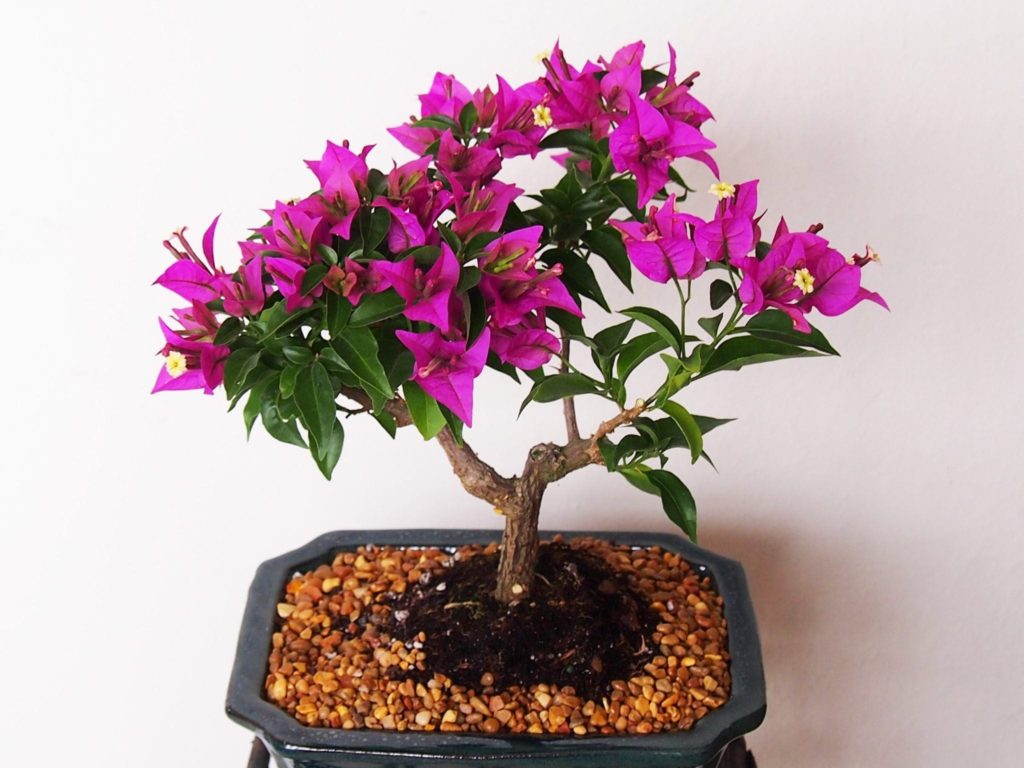 bougainvillea bonsai for sale