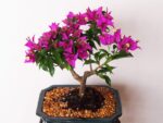Flowering Bonsai Tree