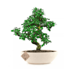 carmona bonsai tree