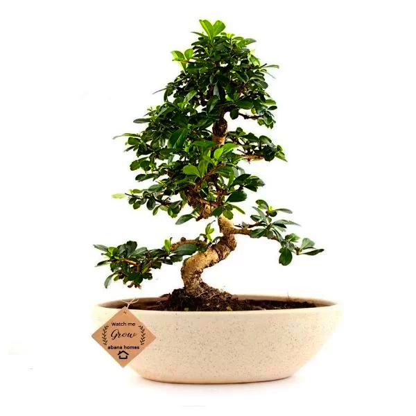 Carmona bonsai árbol floreciente planta bonsai en maceta de cerámica