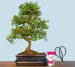 chinese elm bonsai tree in india