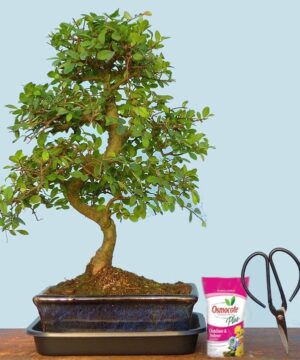 chinese elm bonsai tree in india