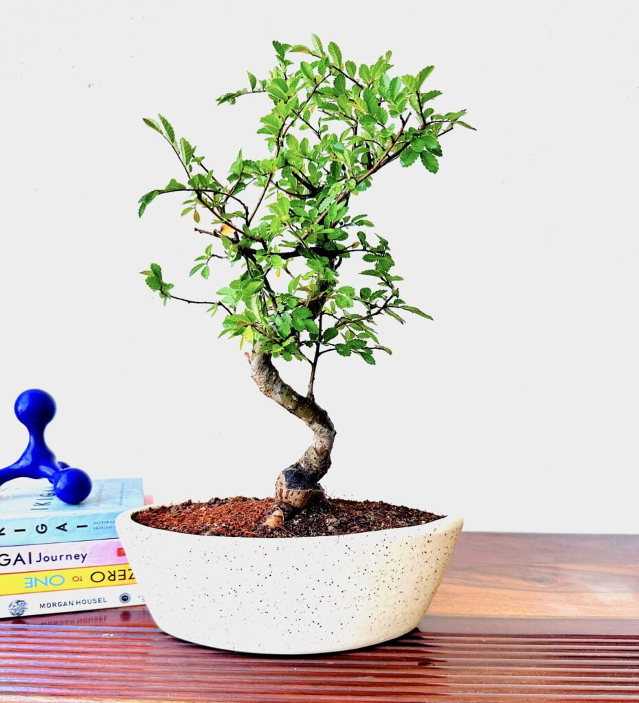 Planta de bonsái de olmo chino en maceta de cerámica