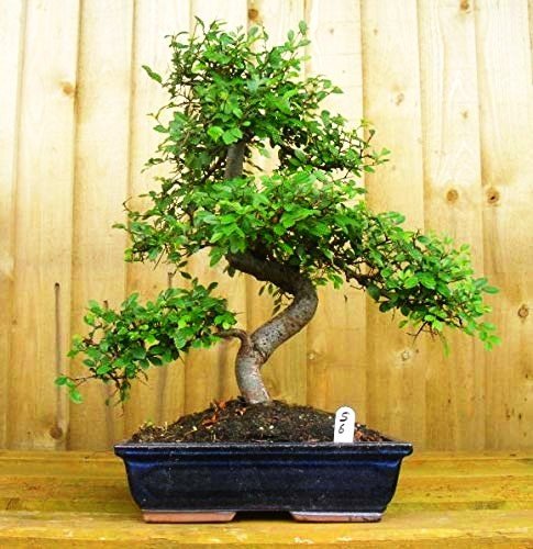 Chinese Elm Bonsai Tree 9 Yrs 30 cm