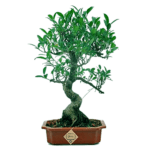 Ficus Bonsai Plant Arial Roots