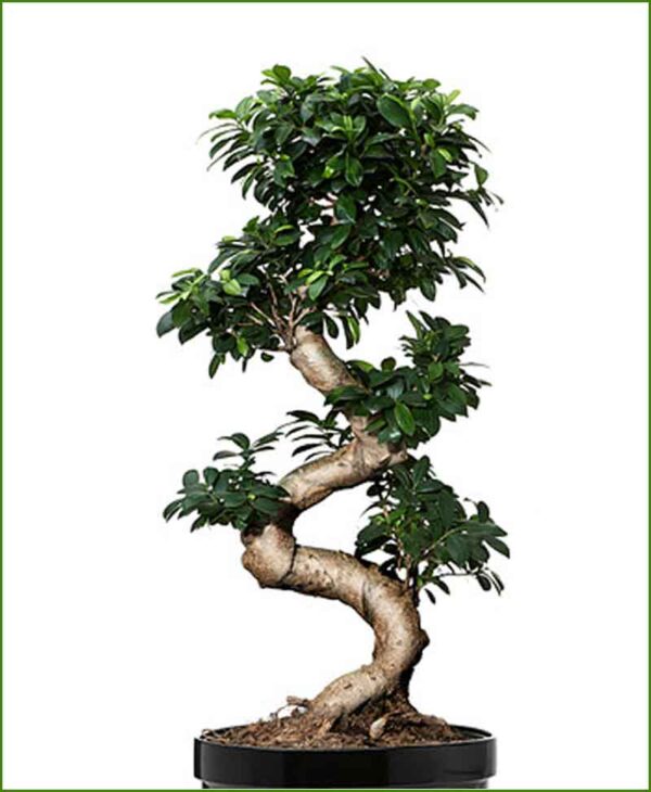 Ficus Microcapa Ginseng