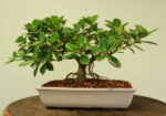 ficus long island