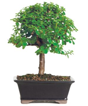 Bonsai Tree Online