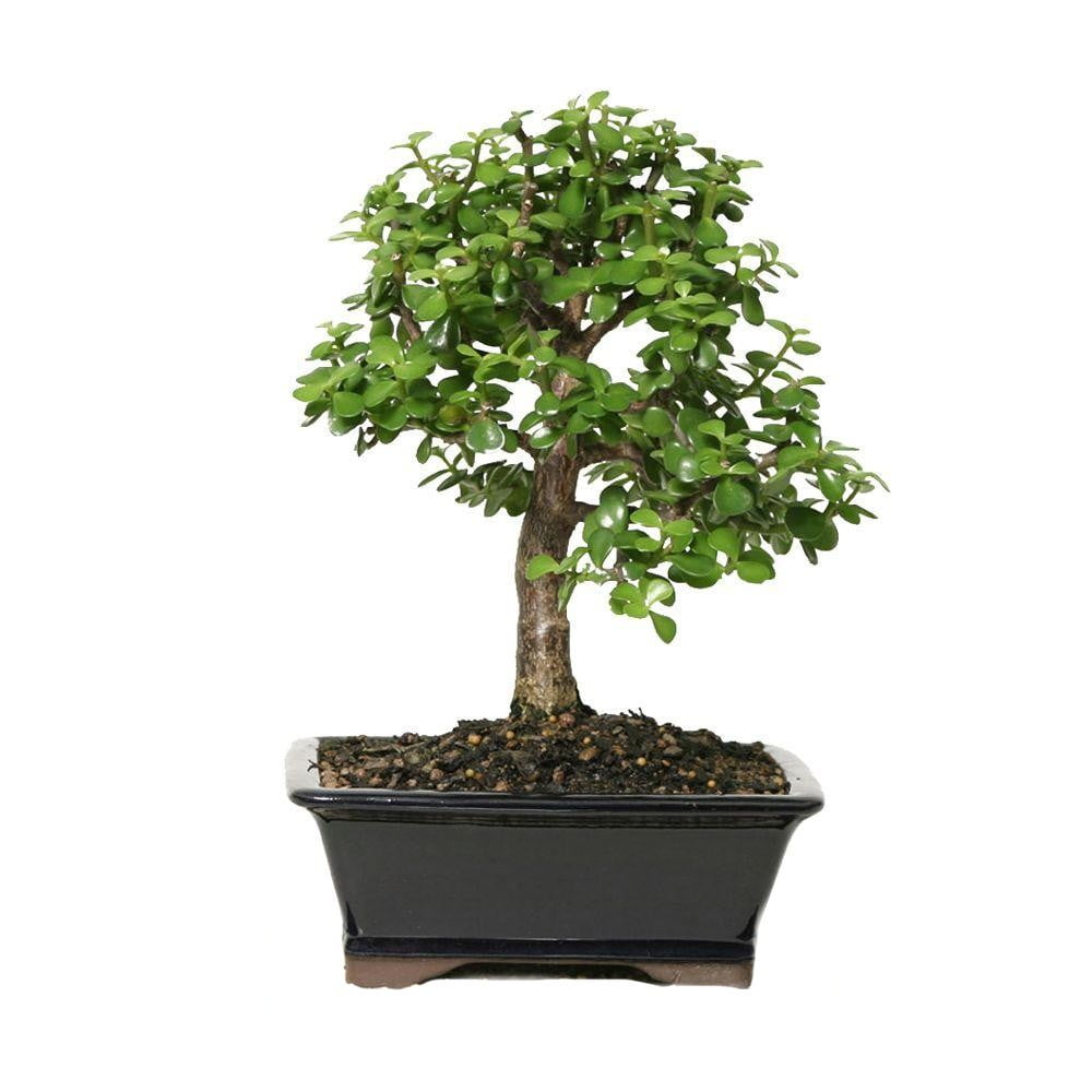 Jade Bonsai Tree Gift