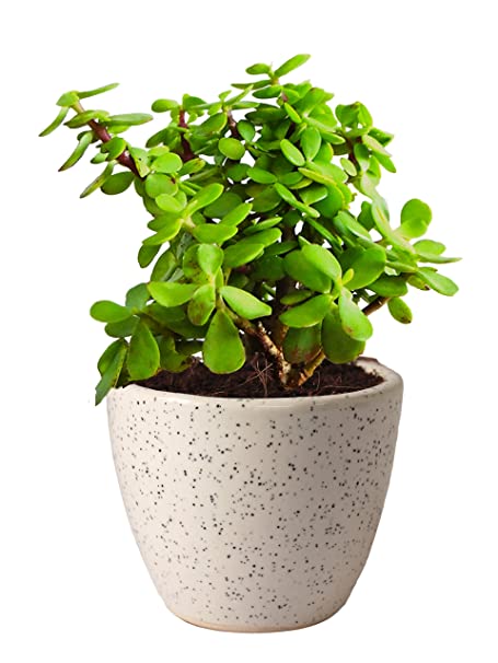 Good Luck Jade Plant in Ceramic Pot Valentine Gift