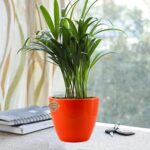 Air Purifying Plants