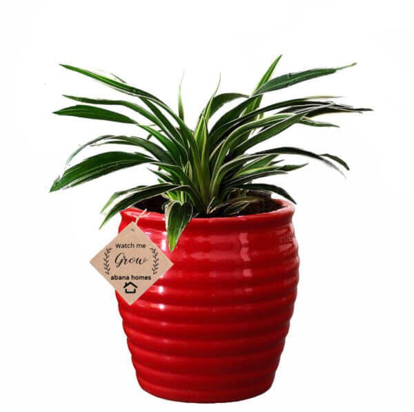 Abana Homes® Valentine Gift Spider Plant With Beautiful Red Ceramic Pot