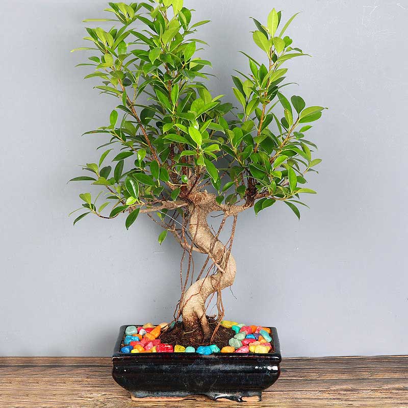 s shape ficus bonsai plant tree