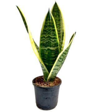 Snake Plant Air Purifying Plants