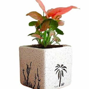 Syngonium Air Purifying Plants