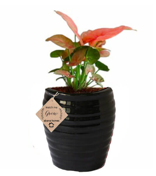 Air Purifying Plants Syngonium Mini Indoor Plant in Black Pot