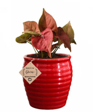 sygnoynium with red pot