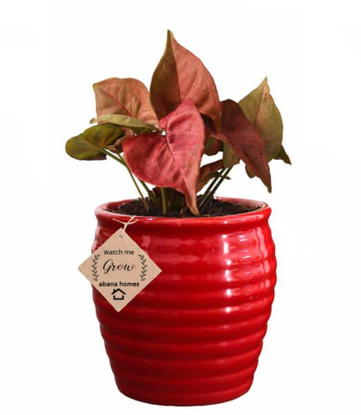 sygnoynium with red pot