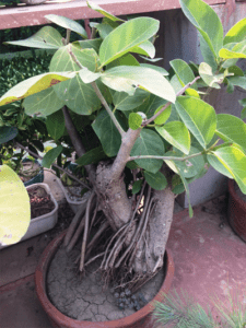 How To Care For Banyan Tree Bonsai