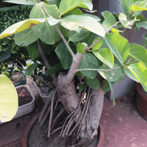 banyan bonsai tree ficus religosa