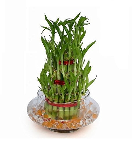3 Layer Lucky Bamboo Plant Indoor with Pot - Live Bamboo Plant in Big Glass Bowl
