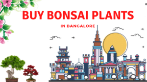 Bonsai Plants In Bangalore