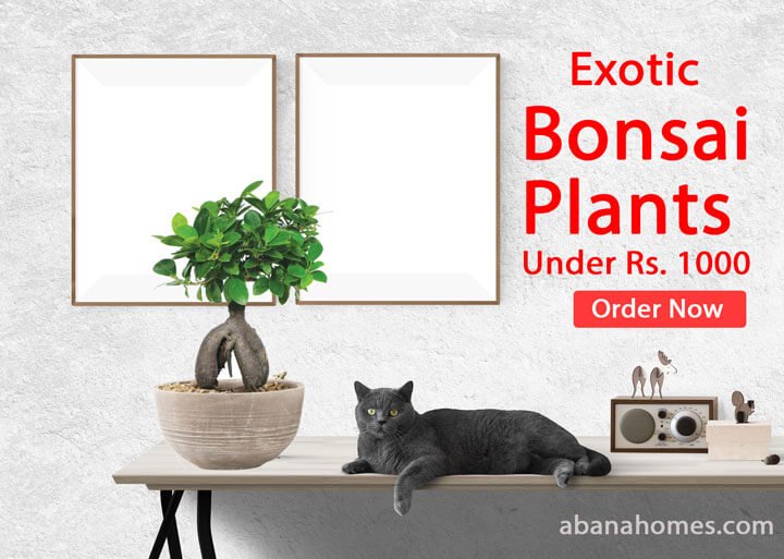 Bonsai Plants & Tree under Rs. 1000 - Abana Homes