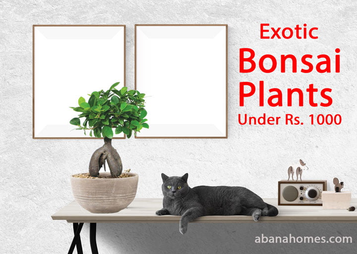 Bonsai plants under Rs 1000