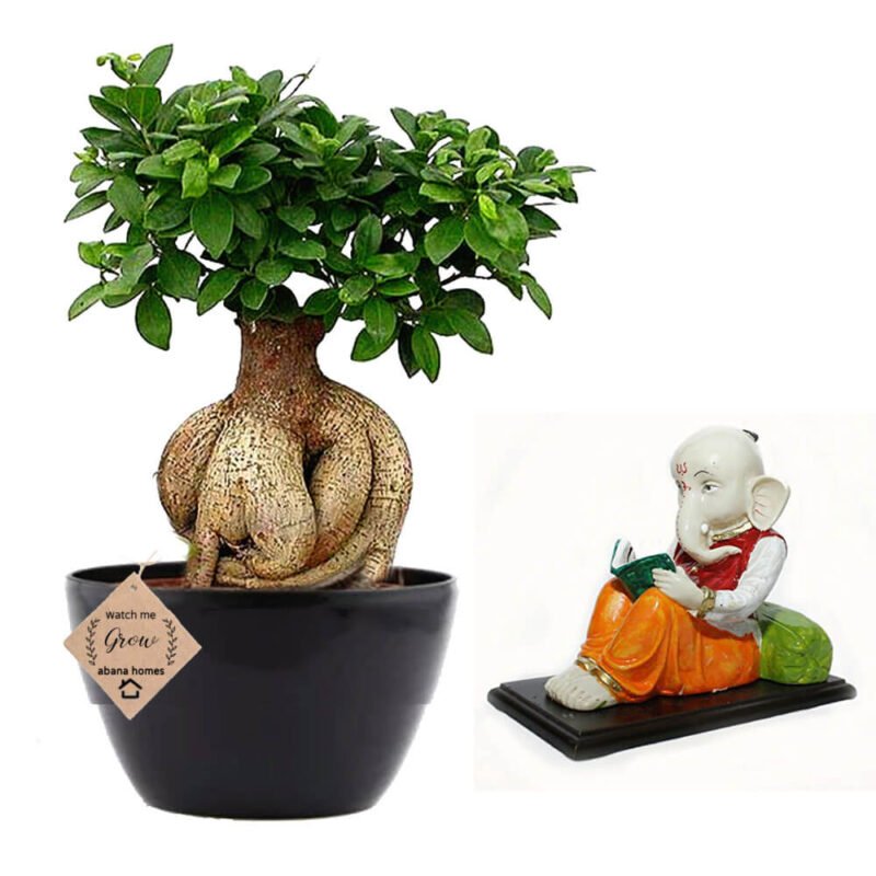 Ficus bonsai plant with ganesha
