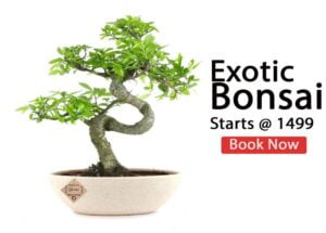 Exotic Bonsai Plants & Trees