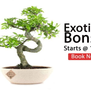 Exotic Bonsai Plants & Trees