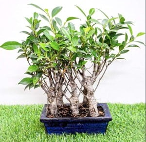 jungle ficus bonsai plant
