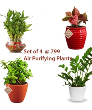 Gift Plant Combo Diwali Gift