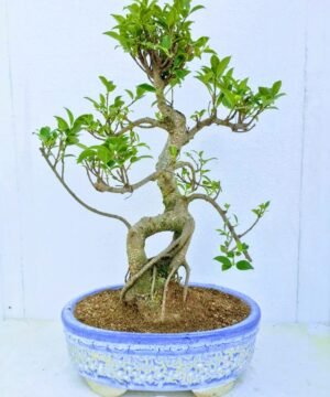 Buy Bonsai Plants & Tree Online