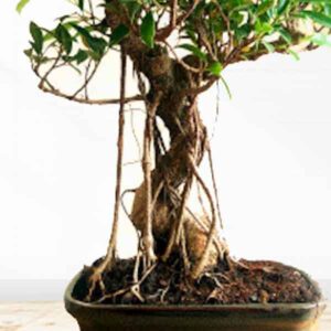 Banyan Tree Bonsai plants online