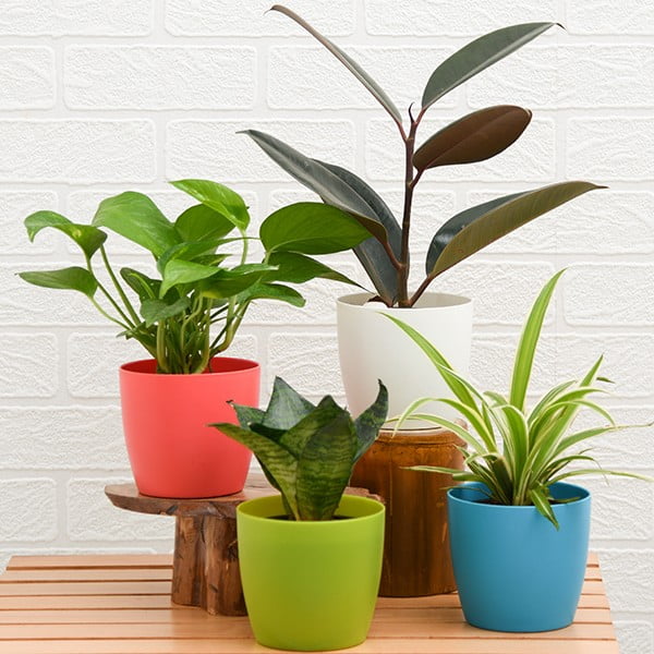 Air Purifying Plants