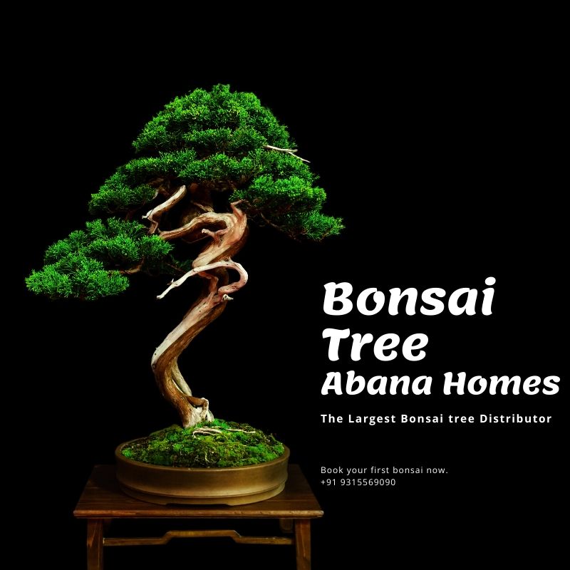 Bonsai trees in Kolkata
