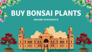 Buy Bonsai Plants in Kolkata