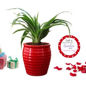 Abana Homes® Valentine Gift Spider Plant With Beautiful Red Ceramic Pot