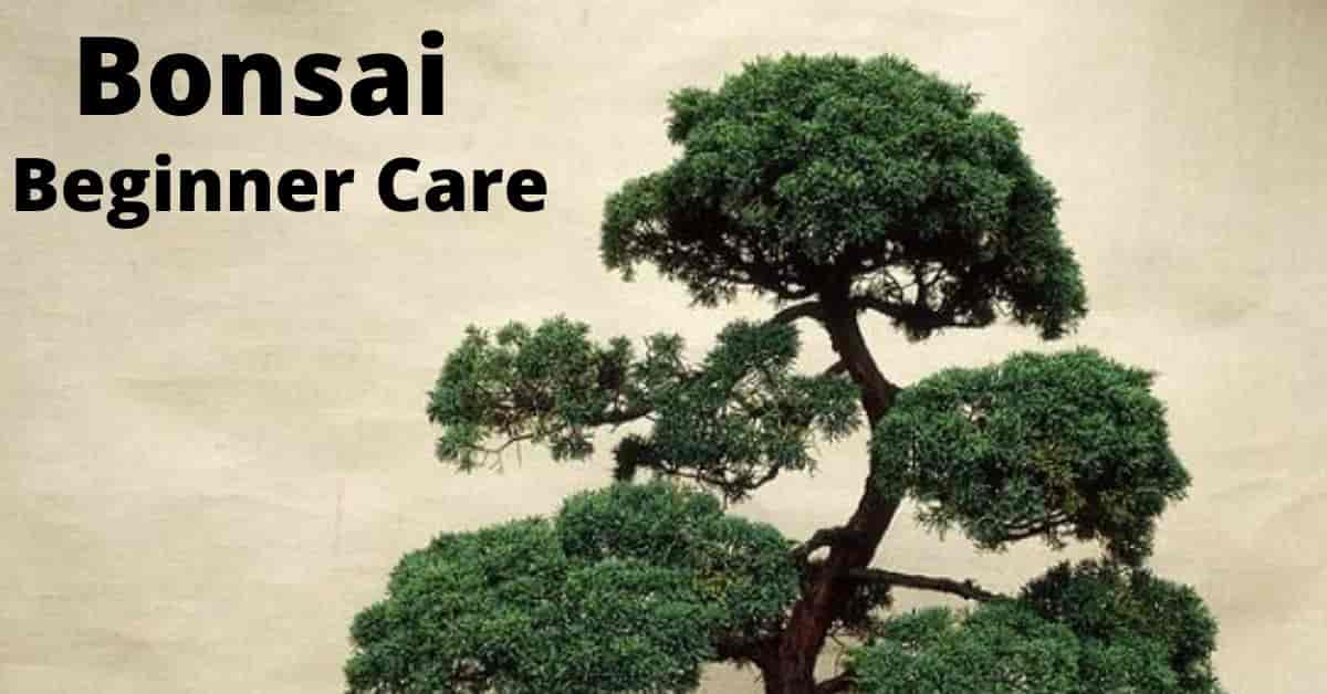 Bonsai Tree Care for Beginneres