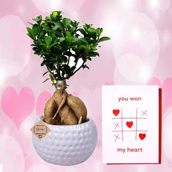 gift plant for birthday and anniversary