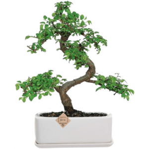 Bonsai Tree Online Chinese Elm Ulmus Small