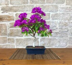 flowering bonsai plants