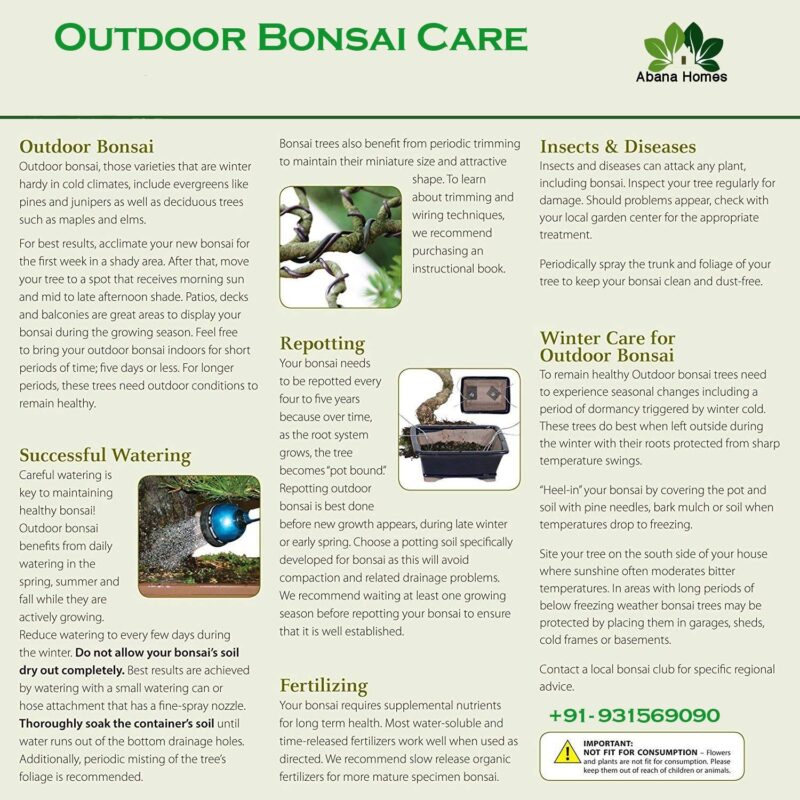 bonsai care instruction