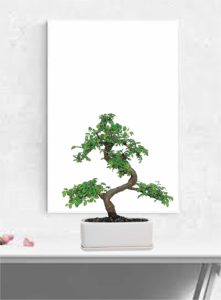 Chinese Elm Bonsai Tree