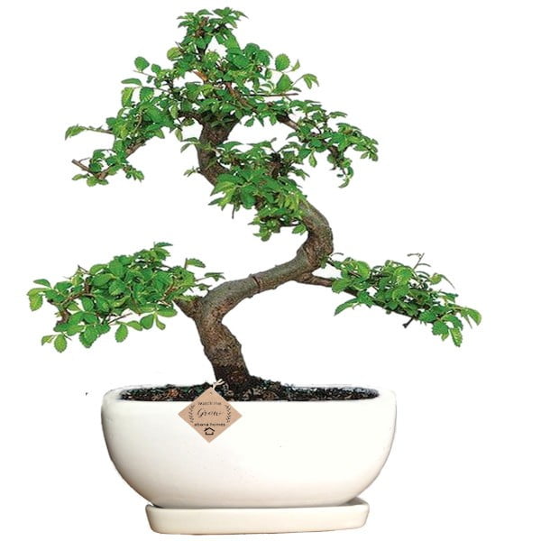 elm ulmus bonsai plant in Tray